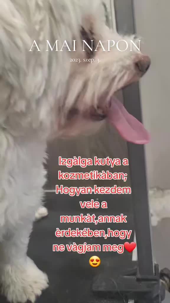 @Viki-Kutyakozmetika Másképp