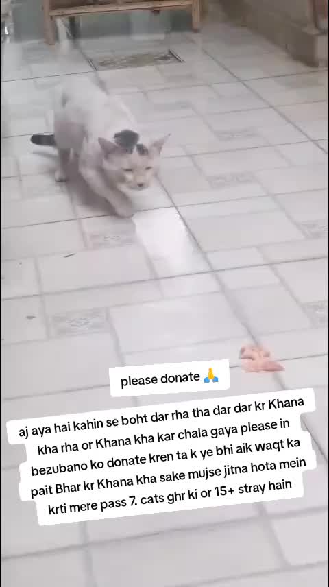 @PawfectLife🐾