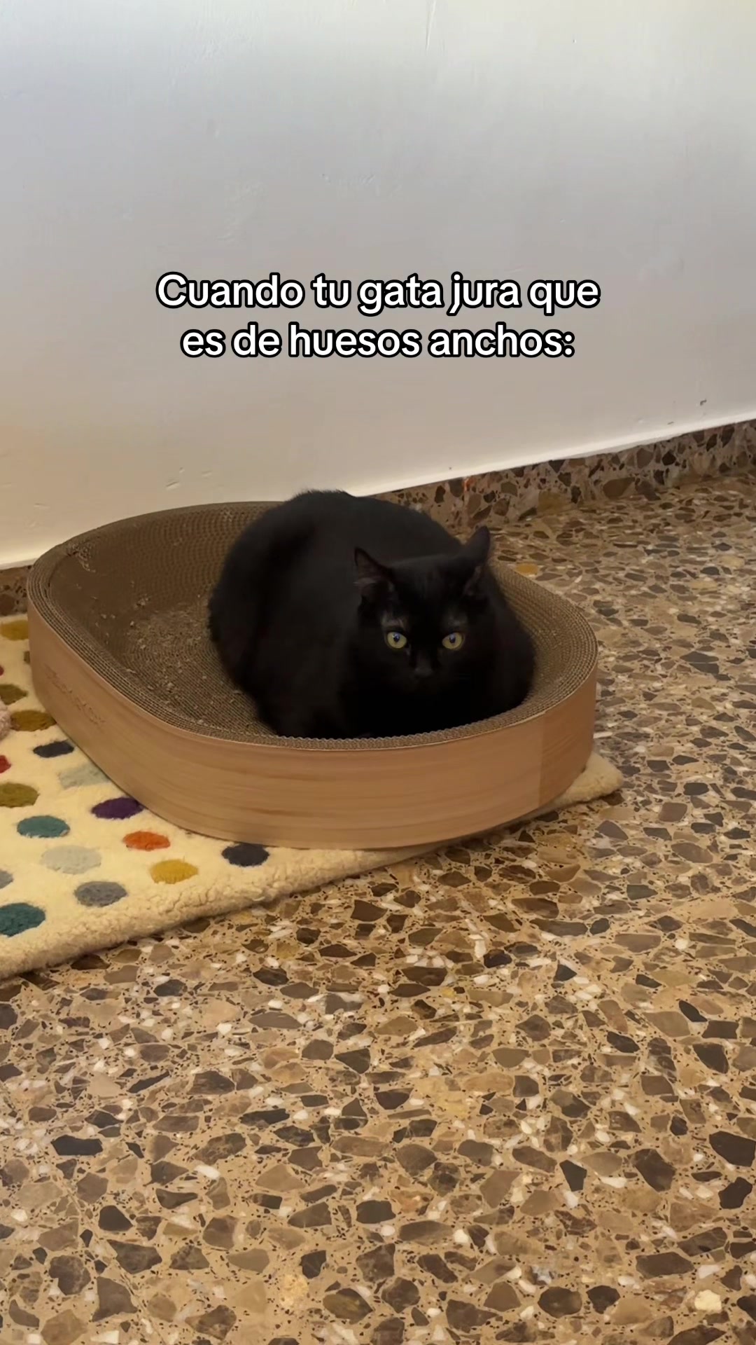 @BlackCatsMatter
