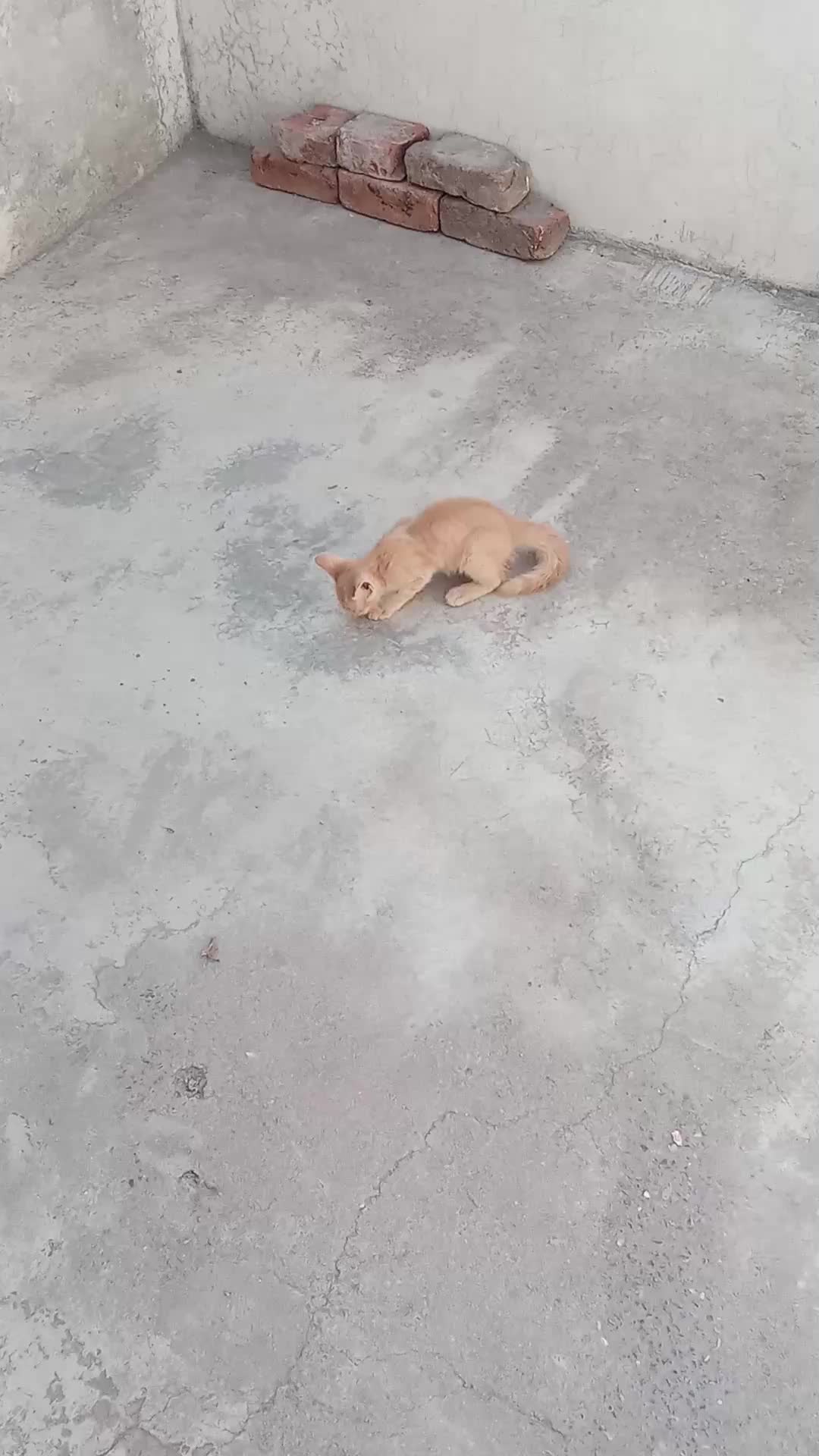 @cutecatlover8172