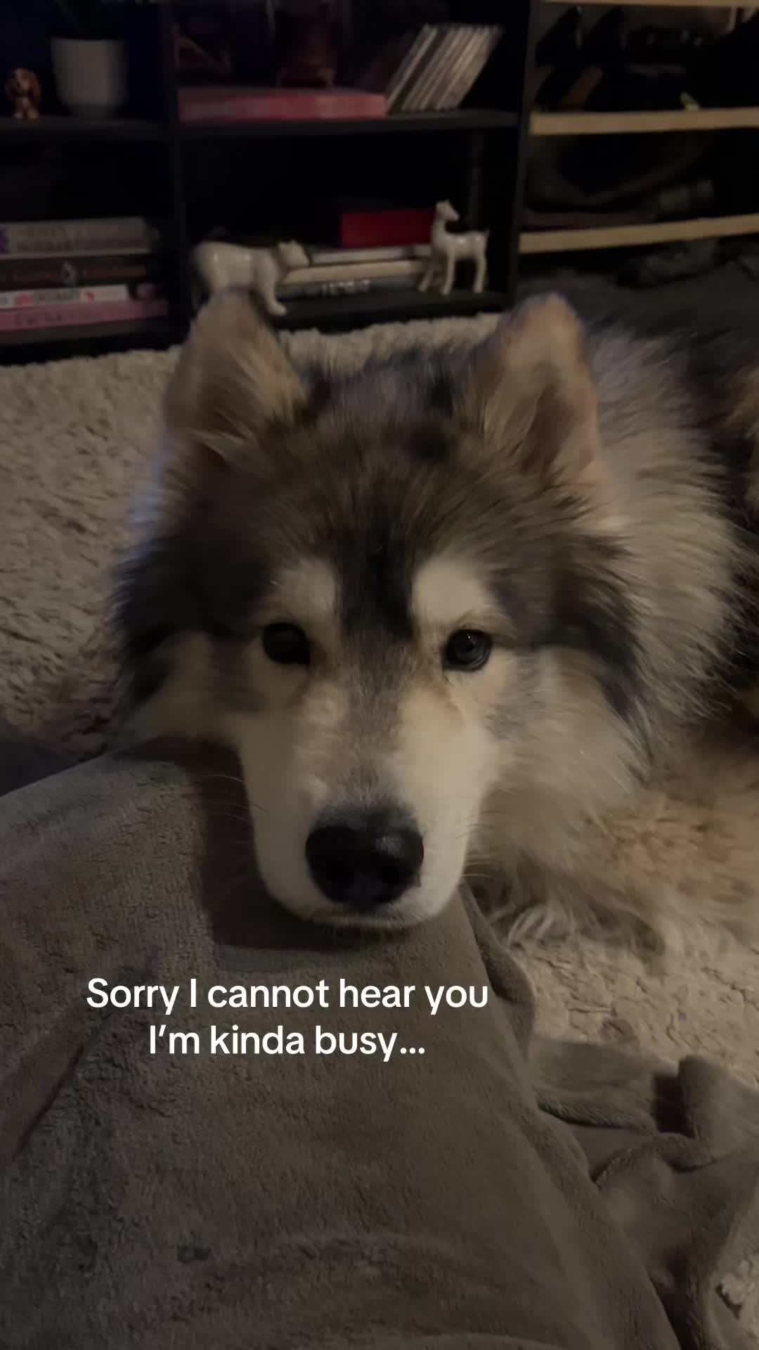 @Echo The Husky