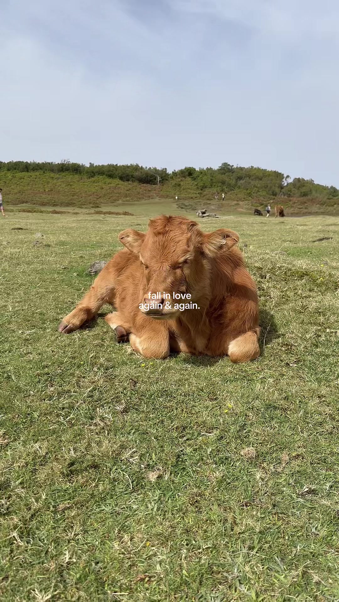@SARA FERREIRA
