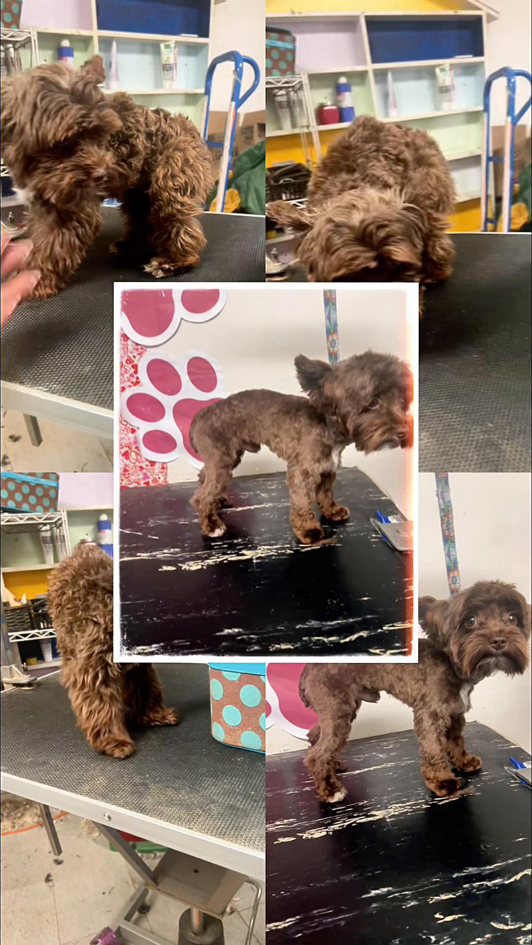 @Doggie Dog World