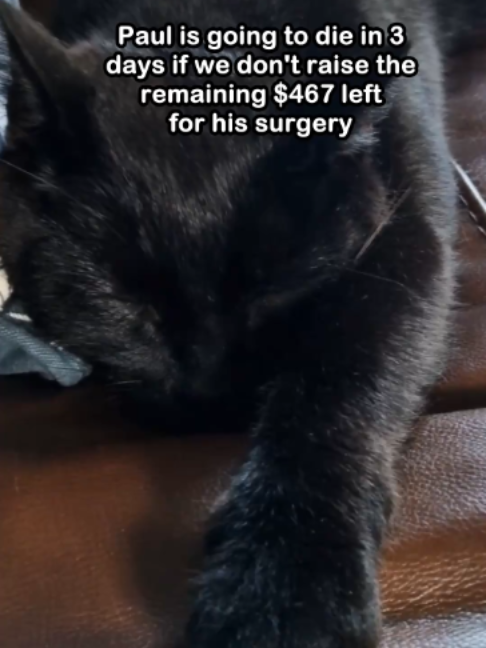 @Saving Paul the brave Cat!