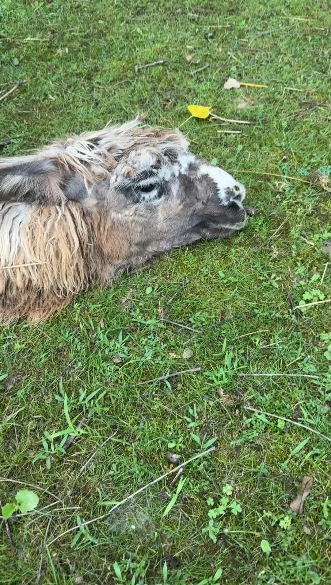 @Wild Pyle Acres
