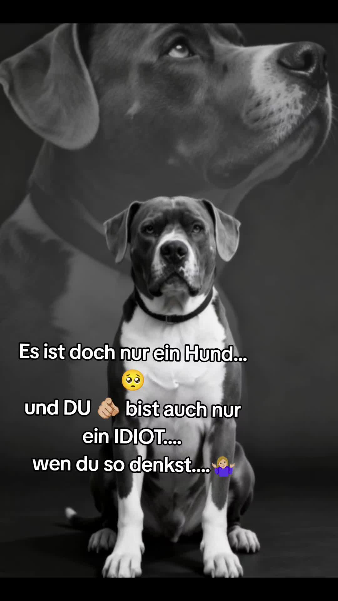 @Kampfschmusser_Nero🖤