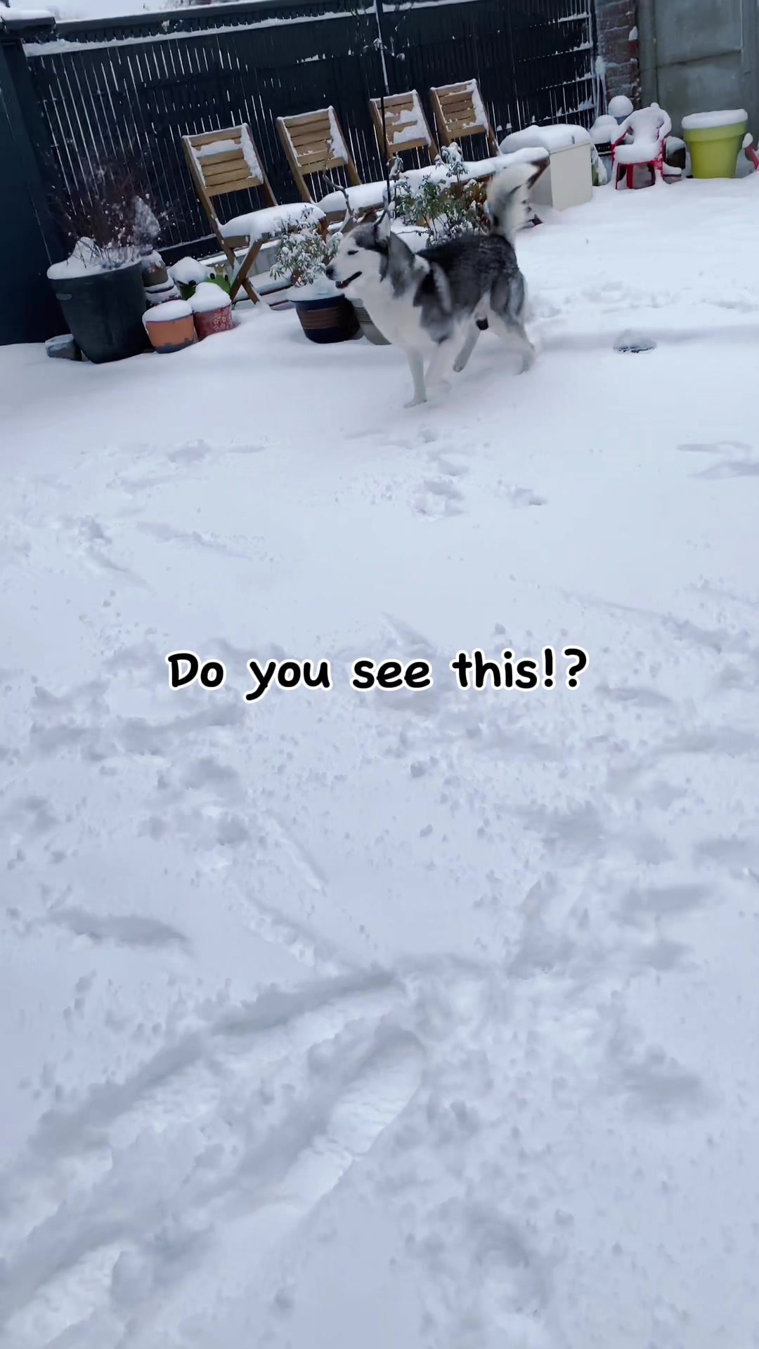 @🐺 PAKO Husky Sibérien