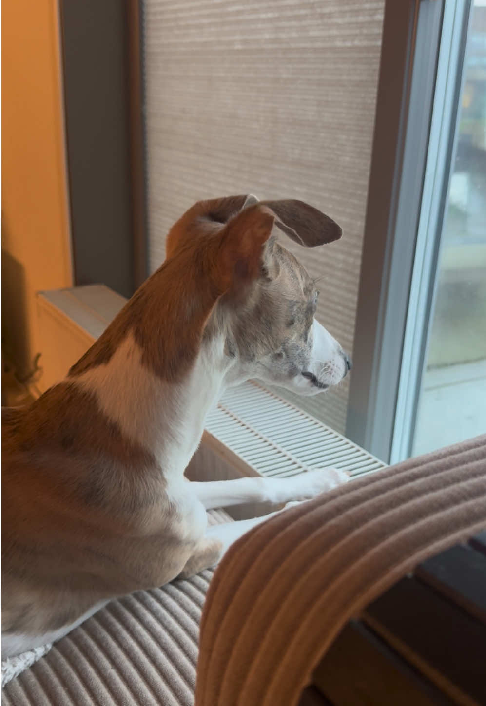 @bianka.the.whippet