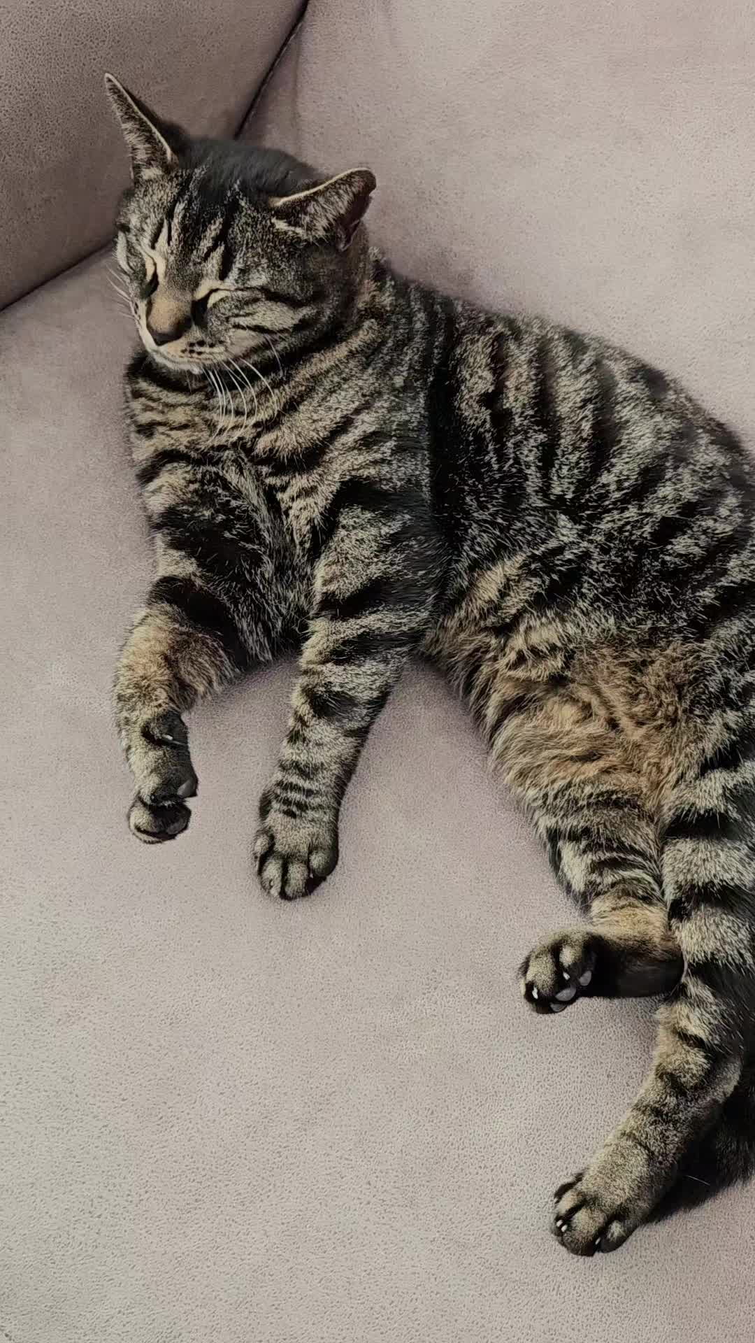 @CatmanScoop
