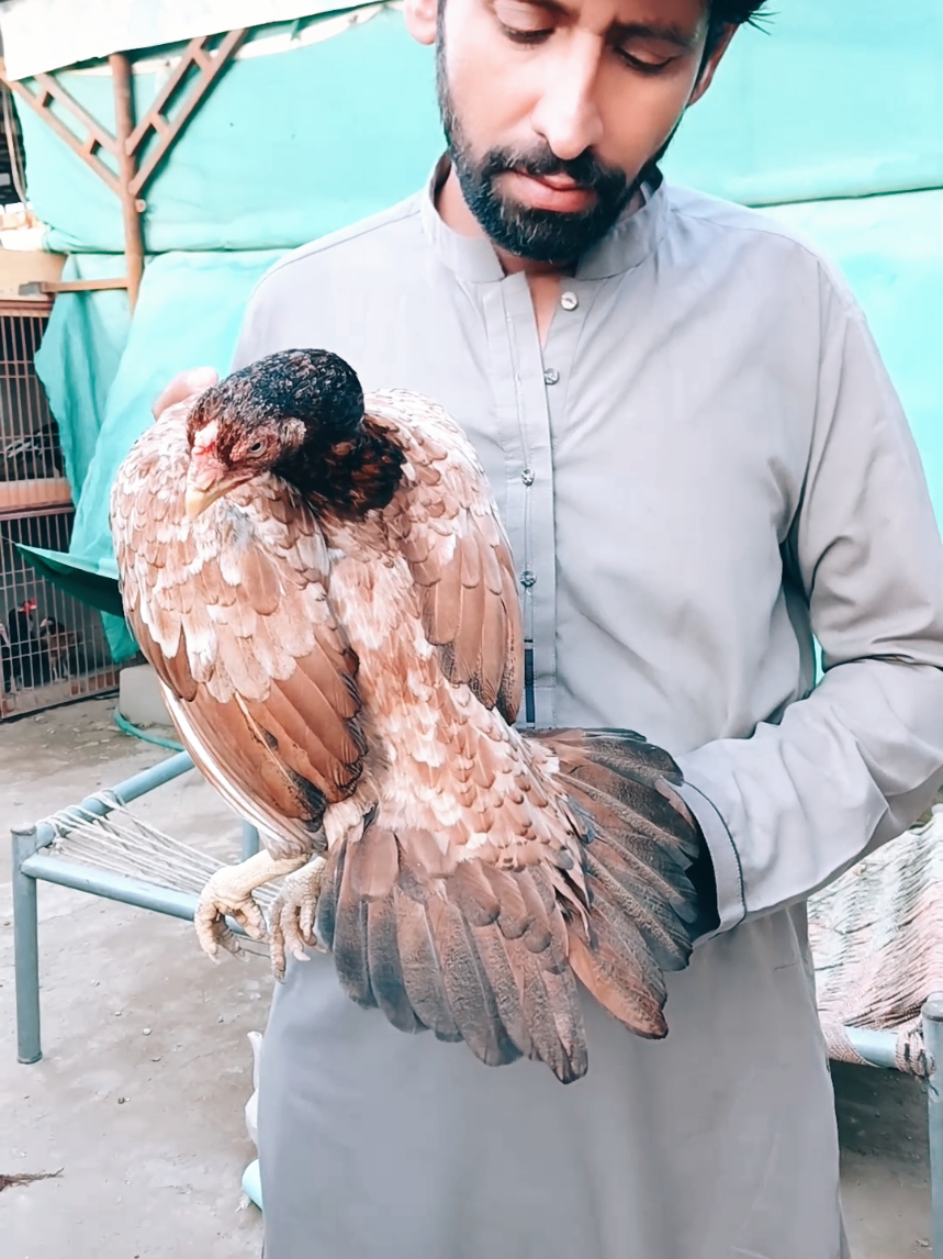 @Sajjad Aseel Farm