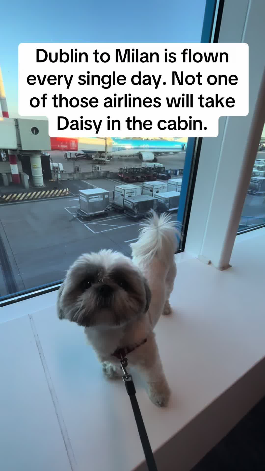 @Daisy | The Dog Travel App