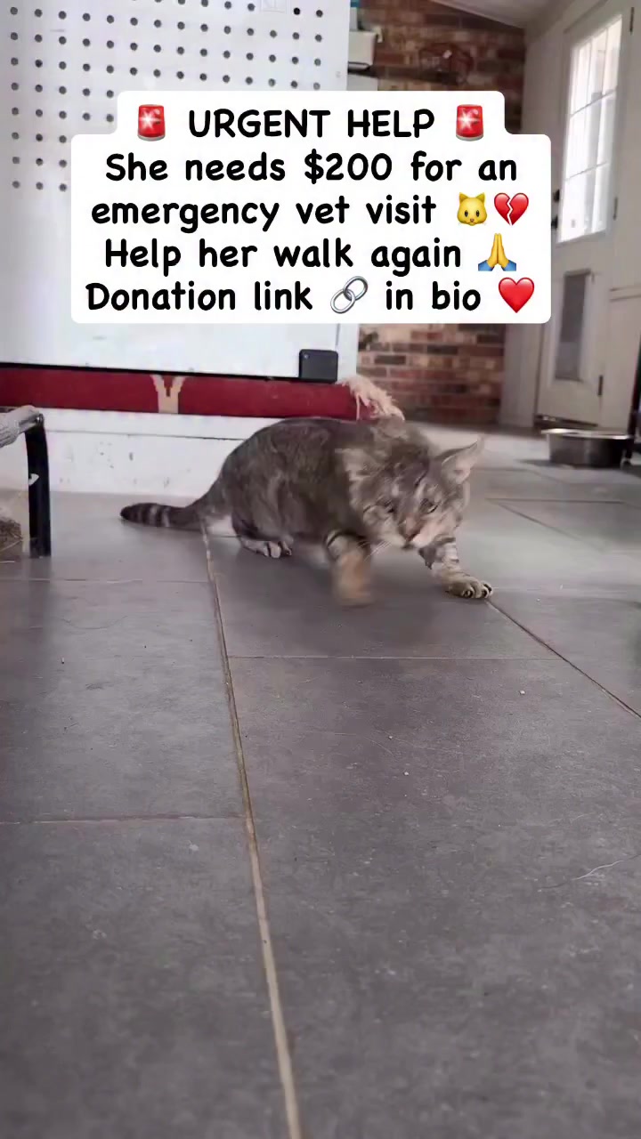 @united Stray haven