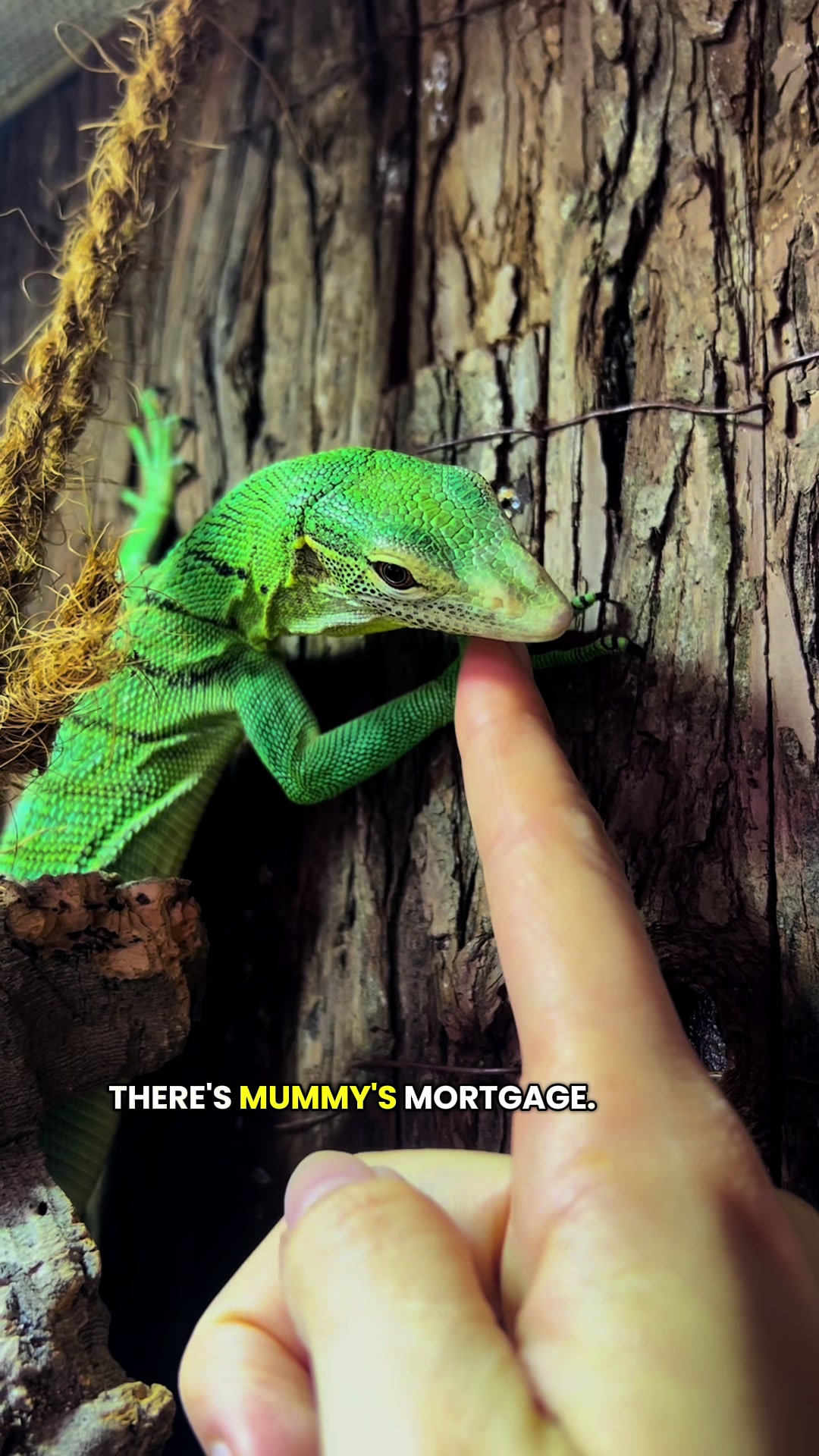 @reptilbewusst