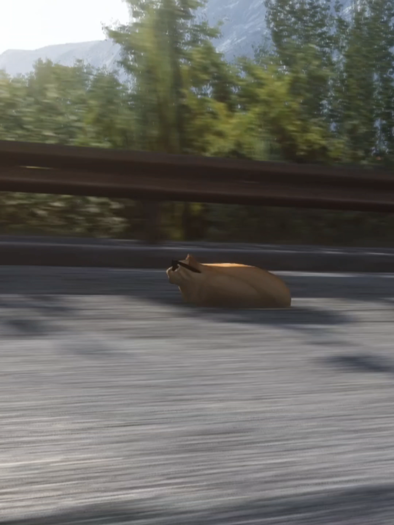 @Pablo the Race Cat
