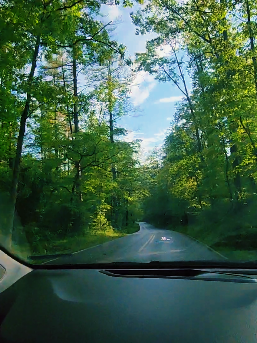 @Forte 🌳🌲🌴 ⛰️
