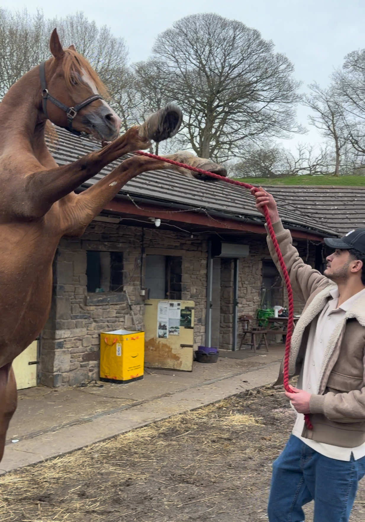 @thekhansarabianstudfarm