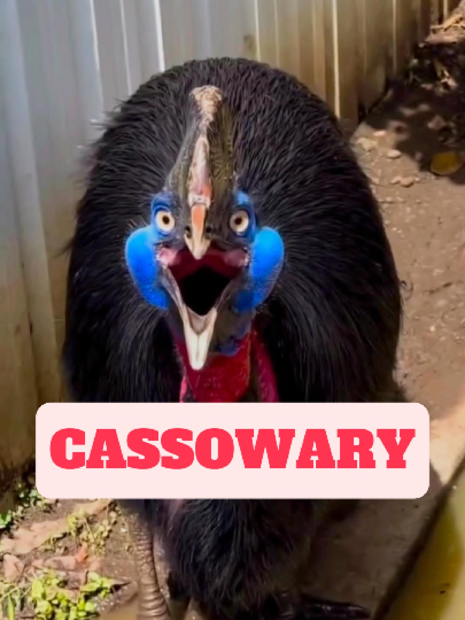 @WildlifeWonderTV Animal Facts