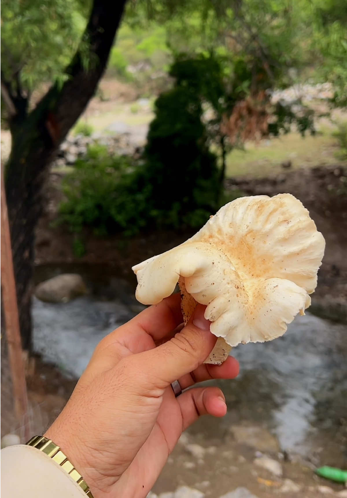 @Shinwari Graphy