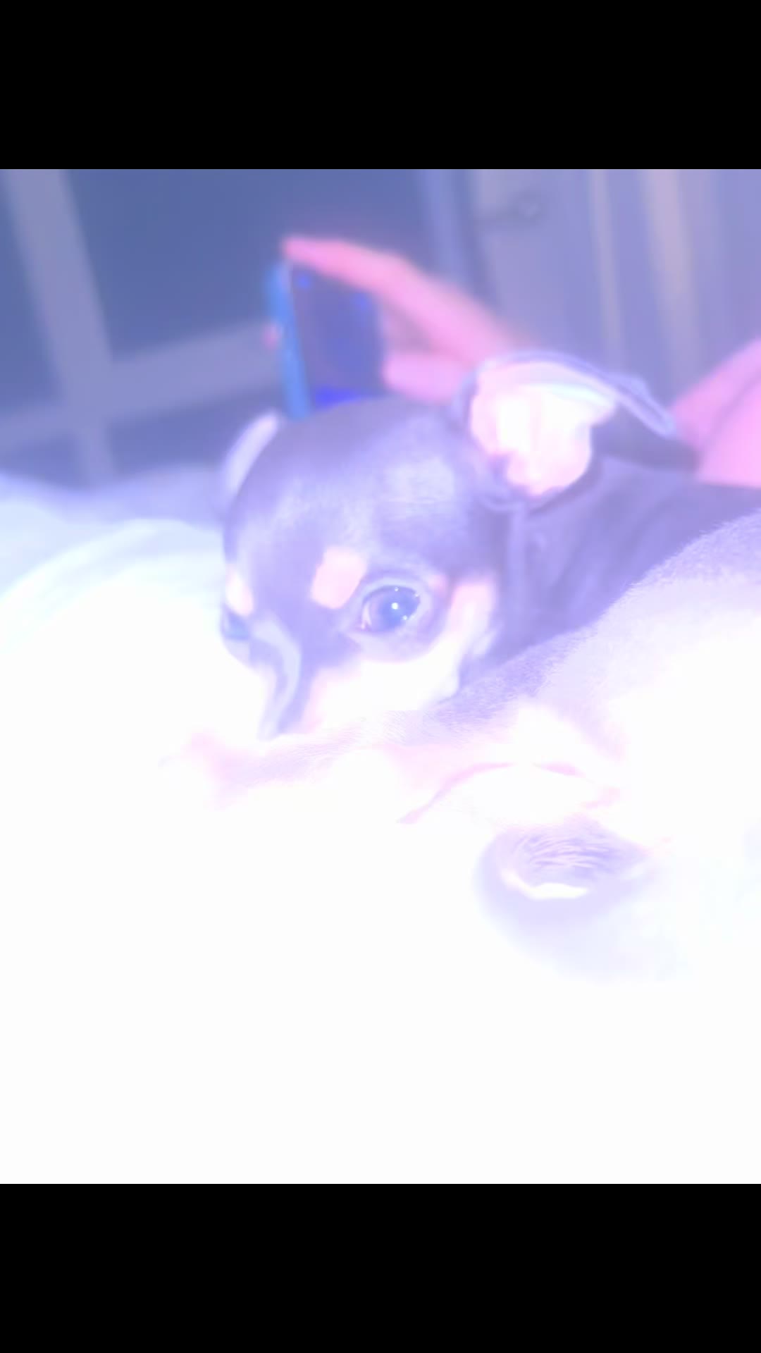 @Suffolk Chihuahuas