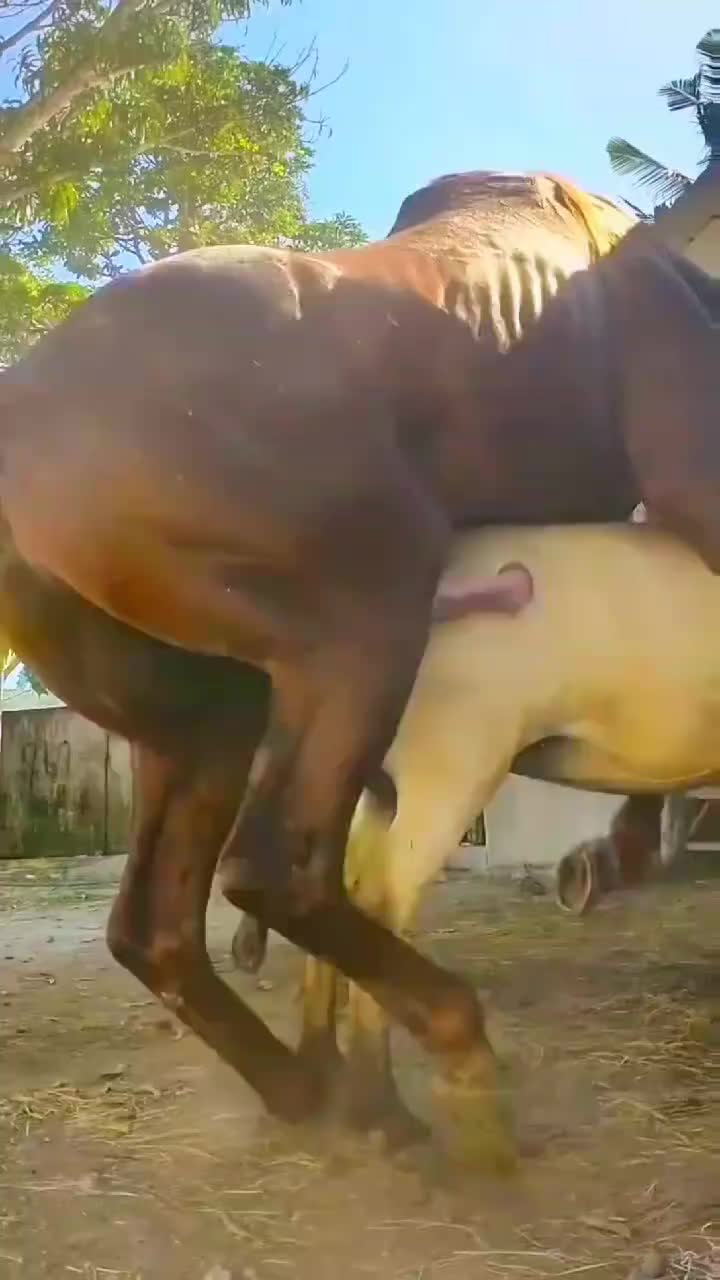 @animallifevideo