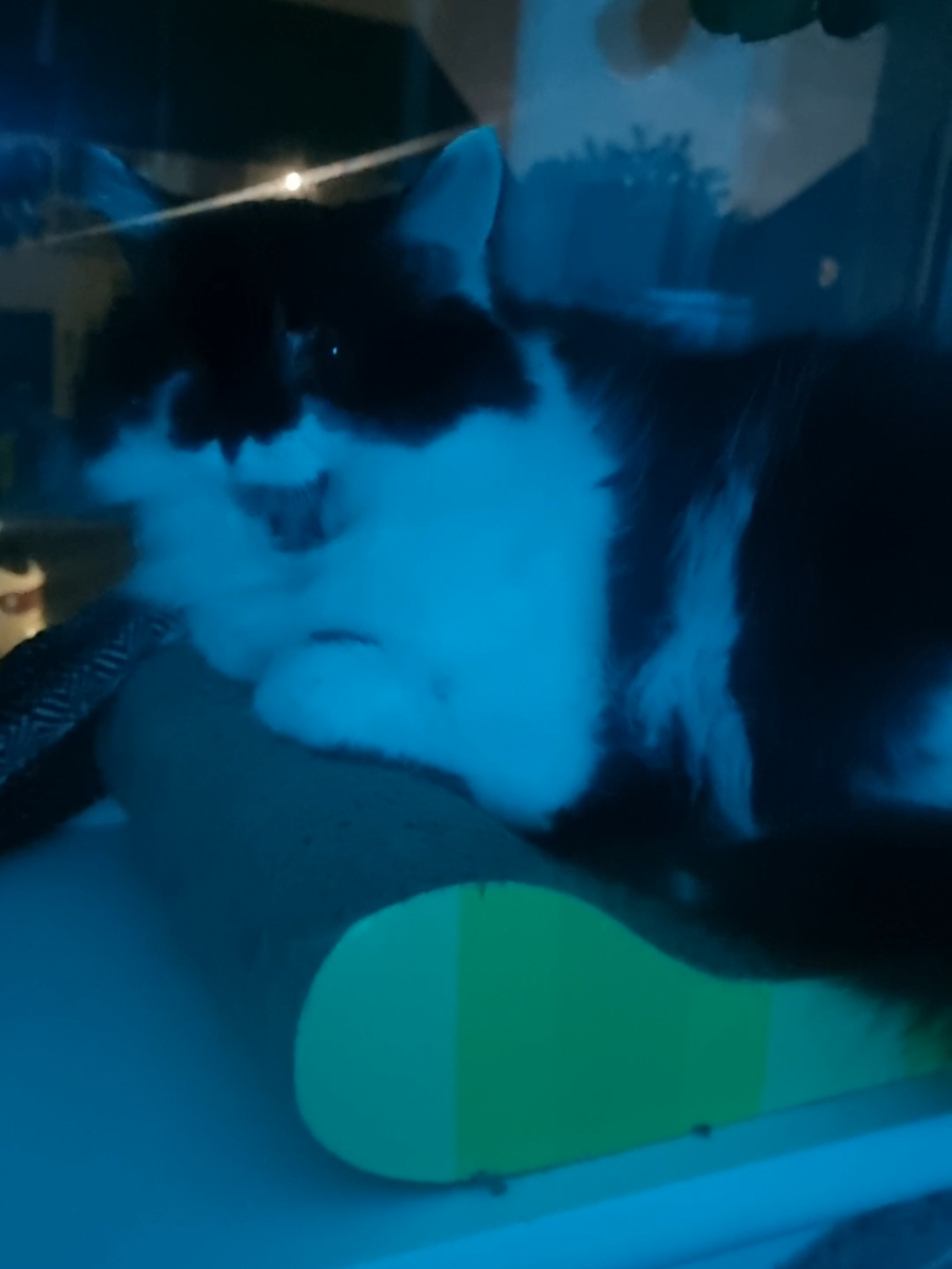 @2catlife