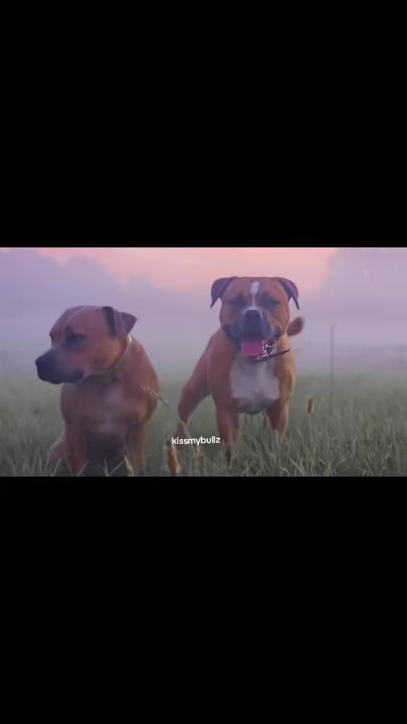 @kissmybullz