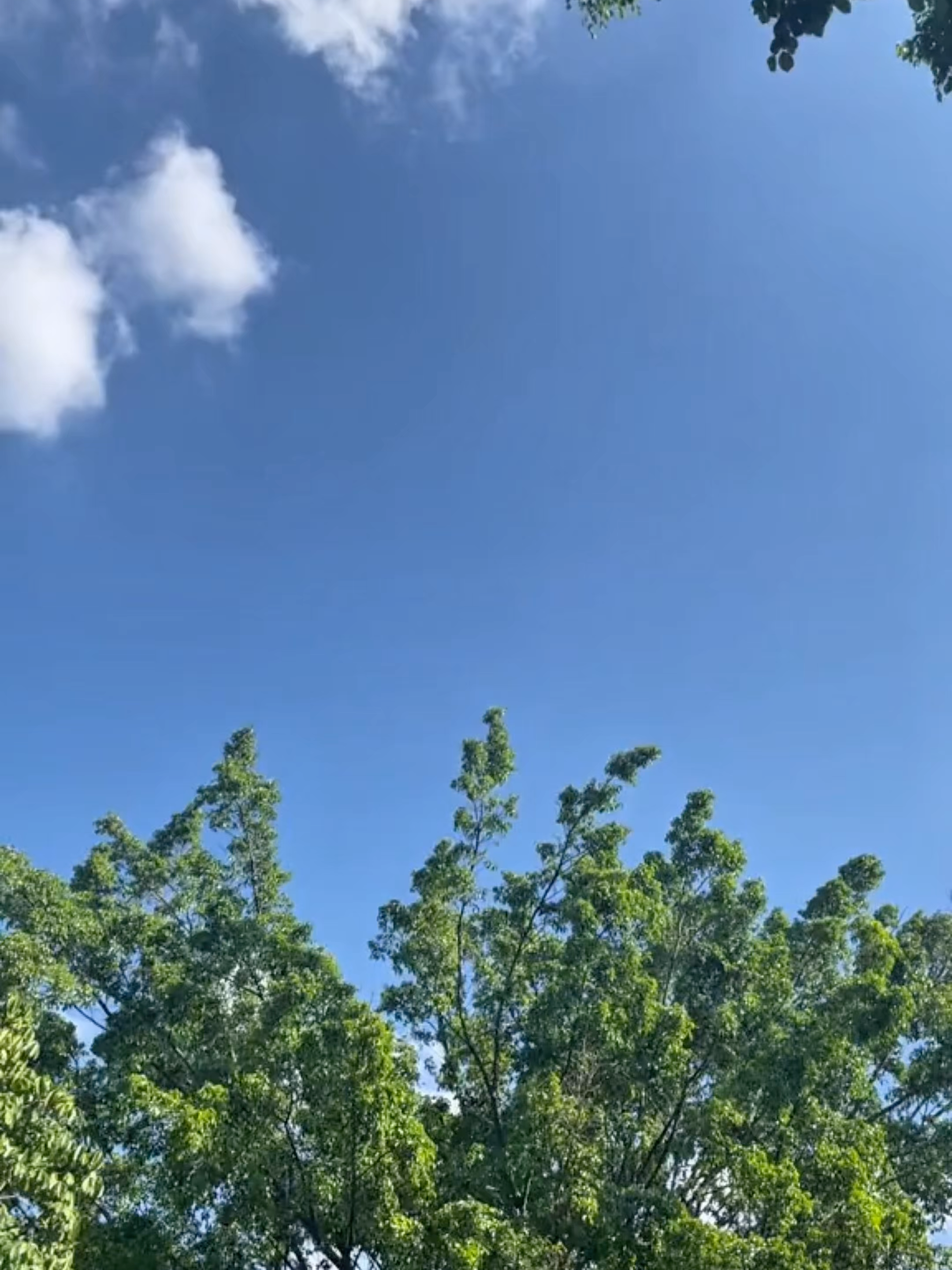 @softescape4