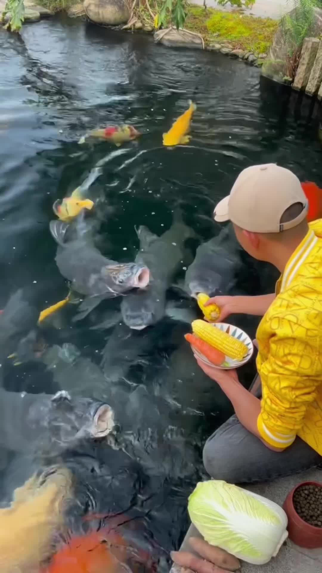 @Koi Competitions