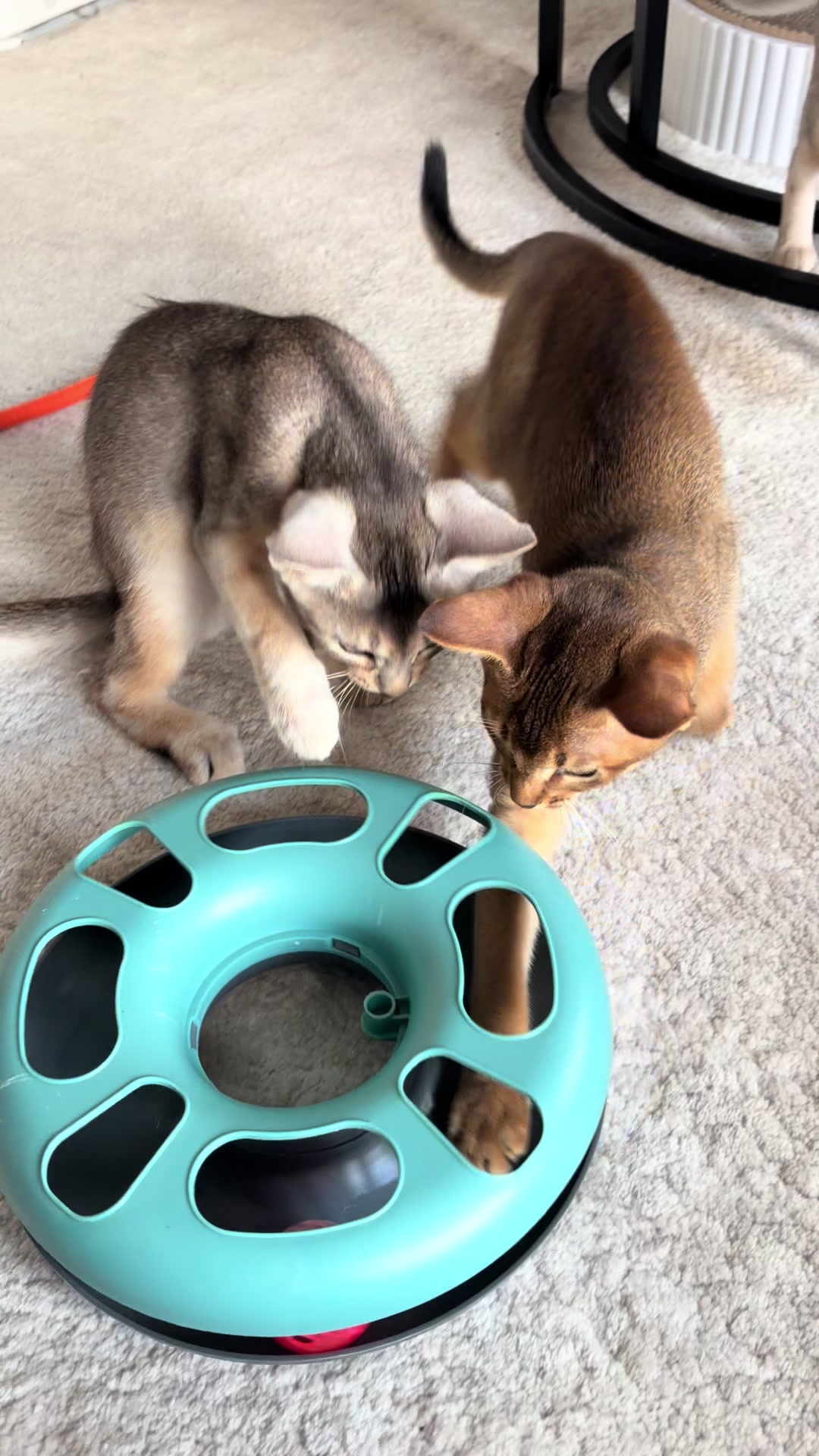 @Abyssinian cat UK