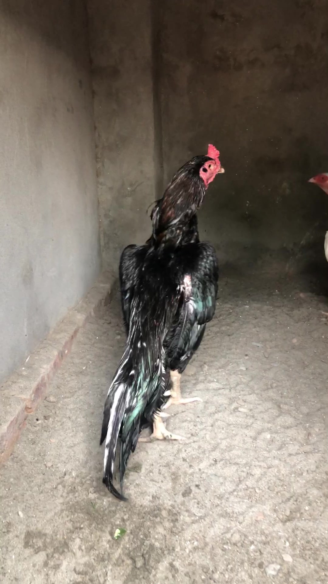 @Poultry Markaz