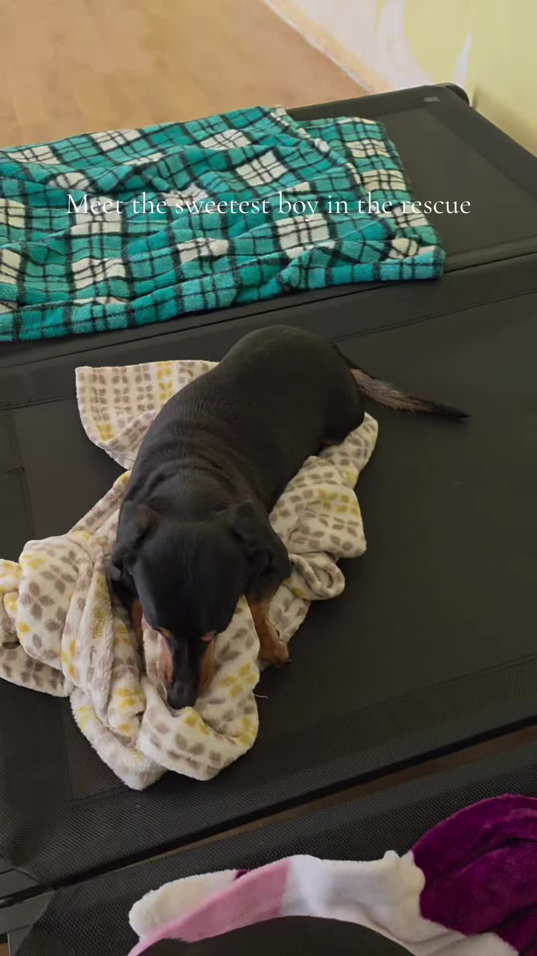 @DMT Dachshund Rescue 🐾