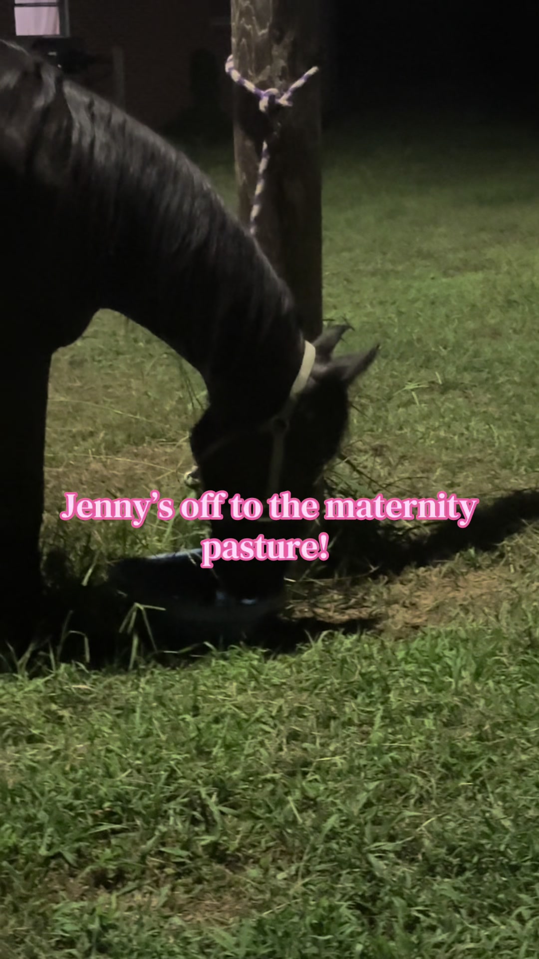 @EightyDollarStables