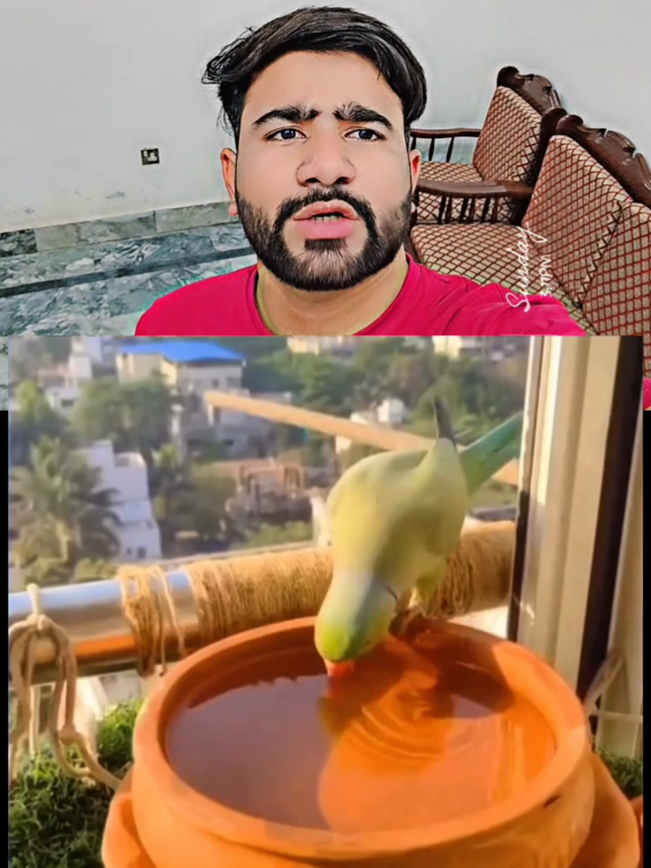 @manoreacts