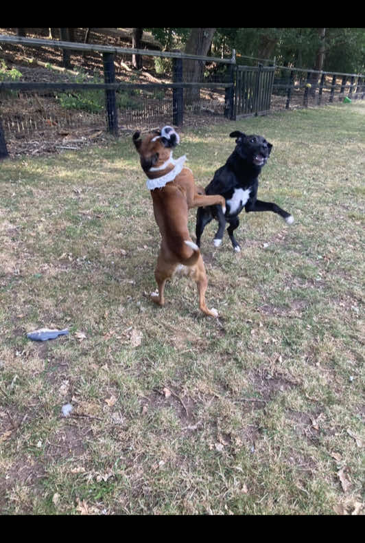 @Dogs and Horses
