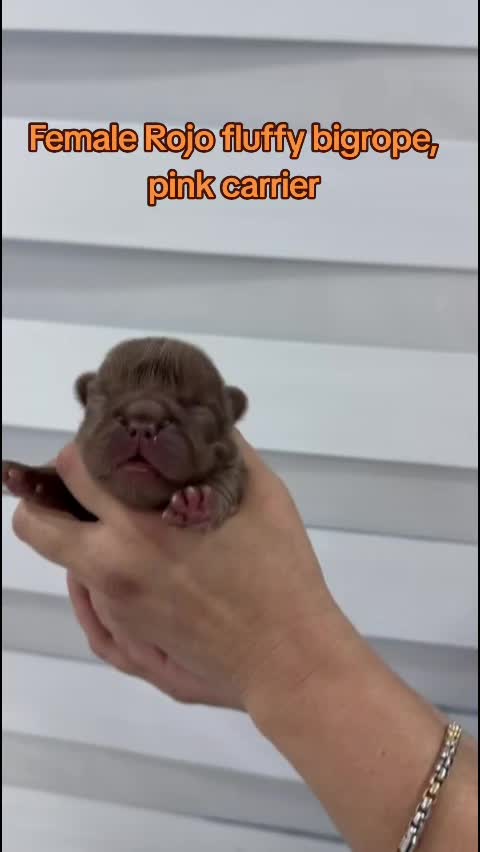 @Tommy_Yari_Frenchie