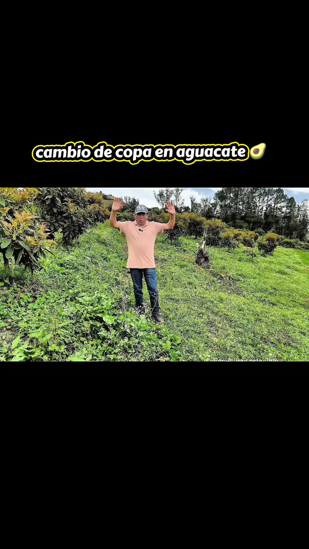 @tour del aguacate