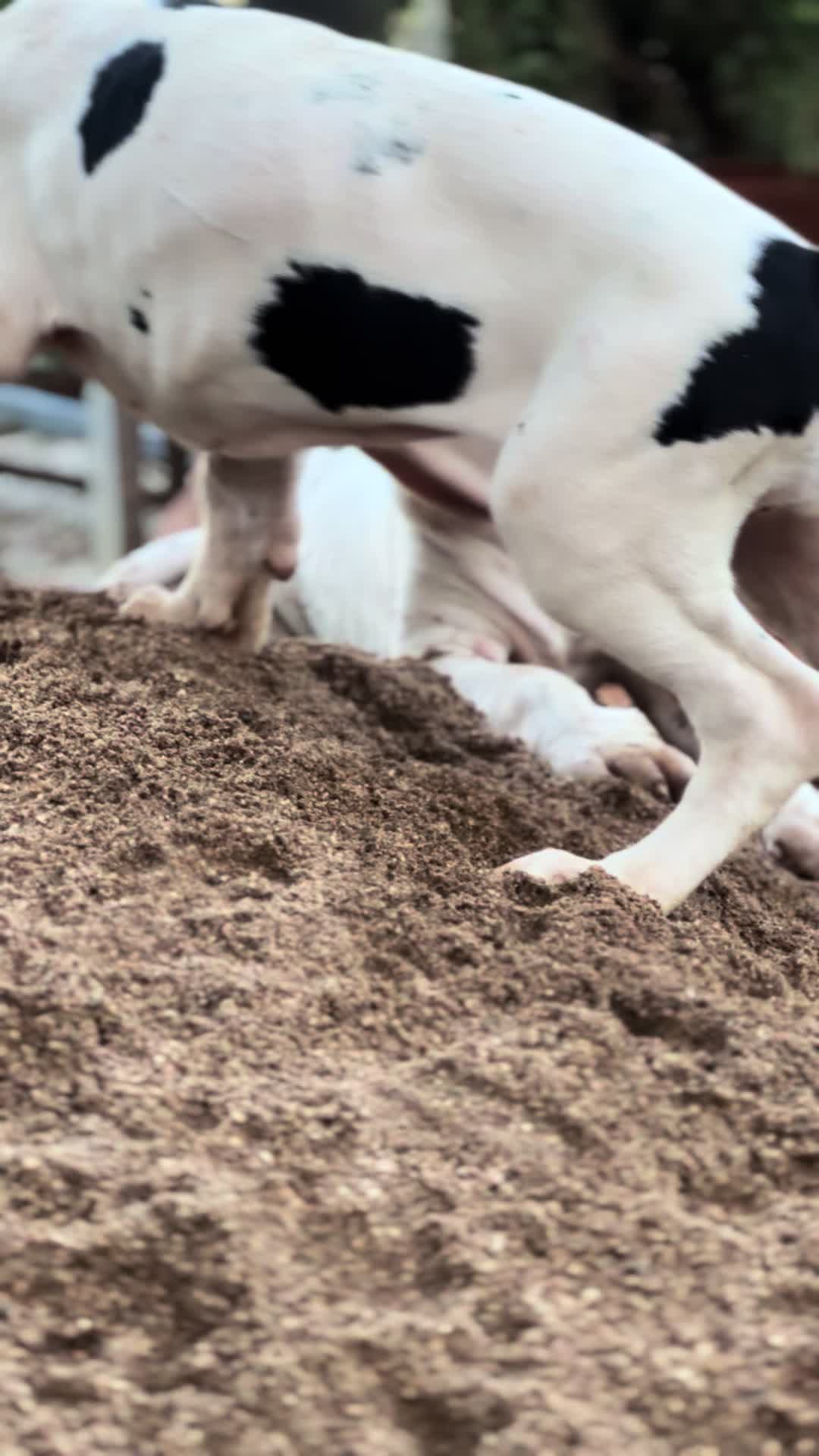 @Dеlмаdоg 🐾