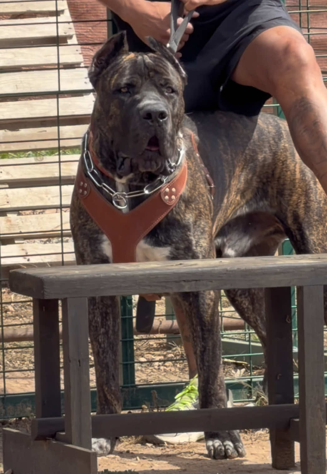 @Cane Corso Domus Targaryen
