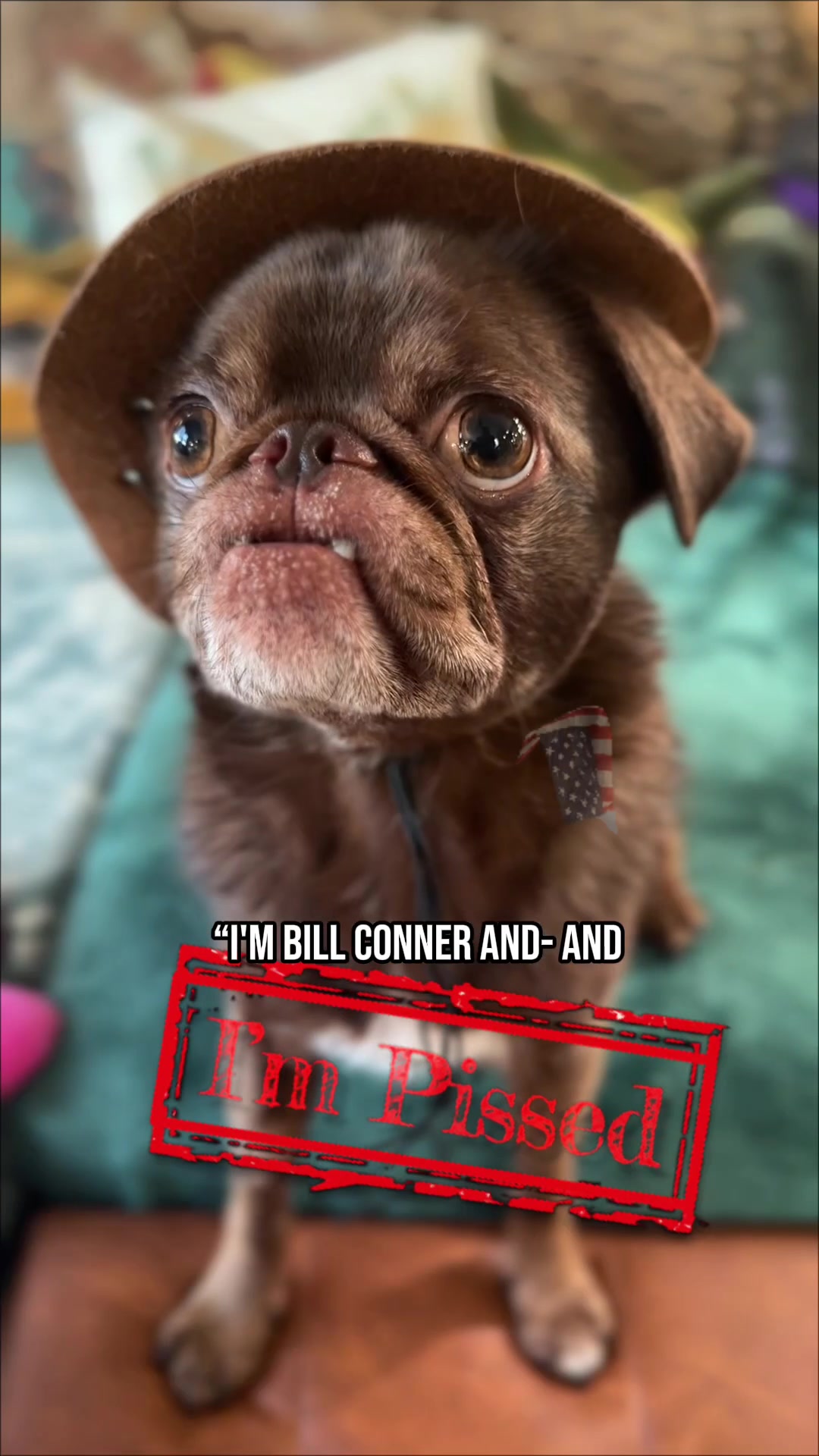 @ChilliThePug
