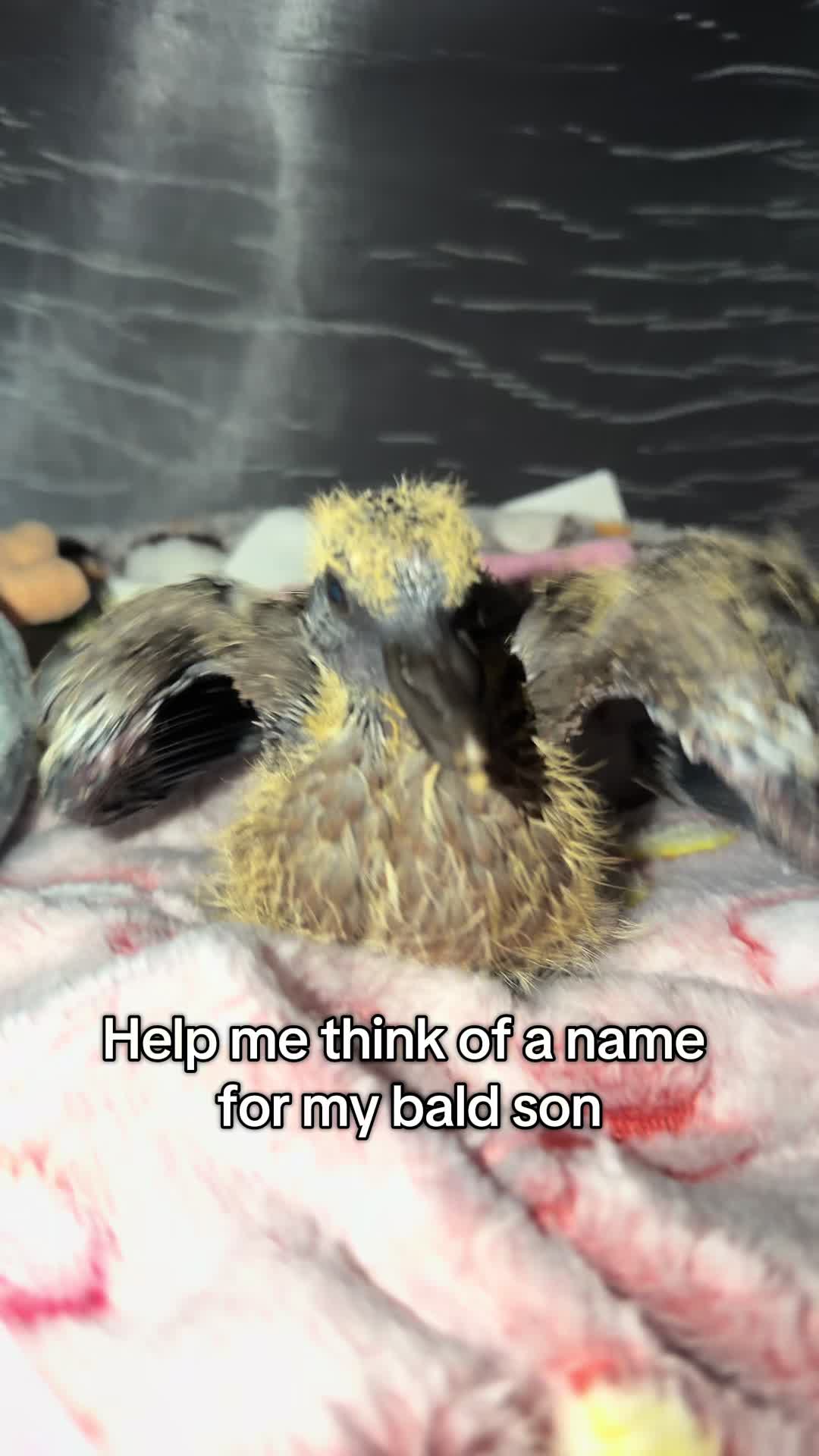 @Nekobutts 🐦