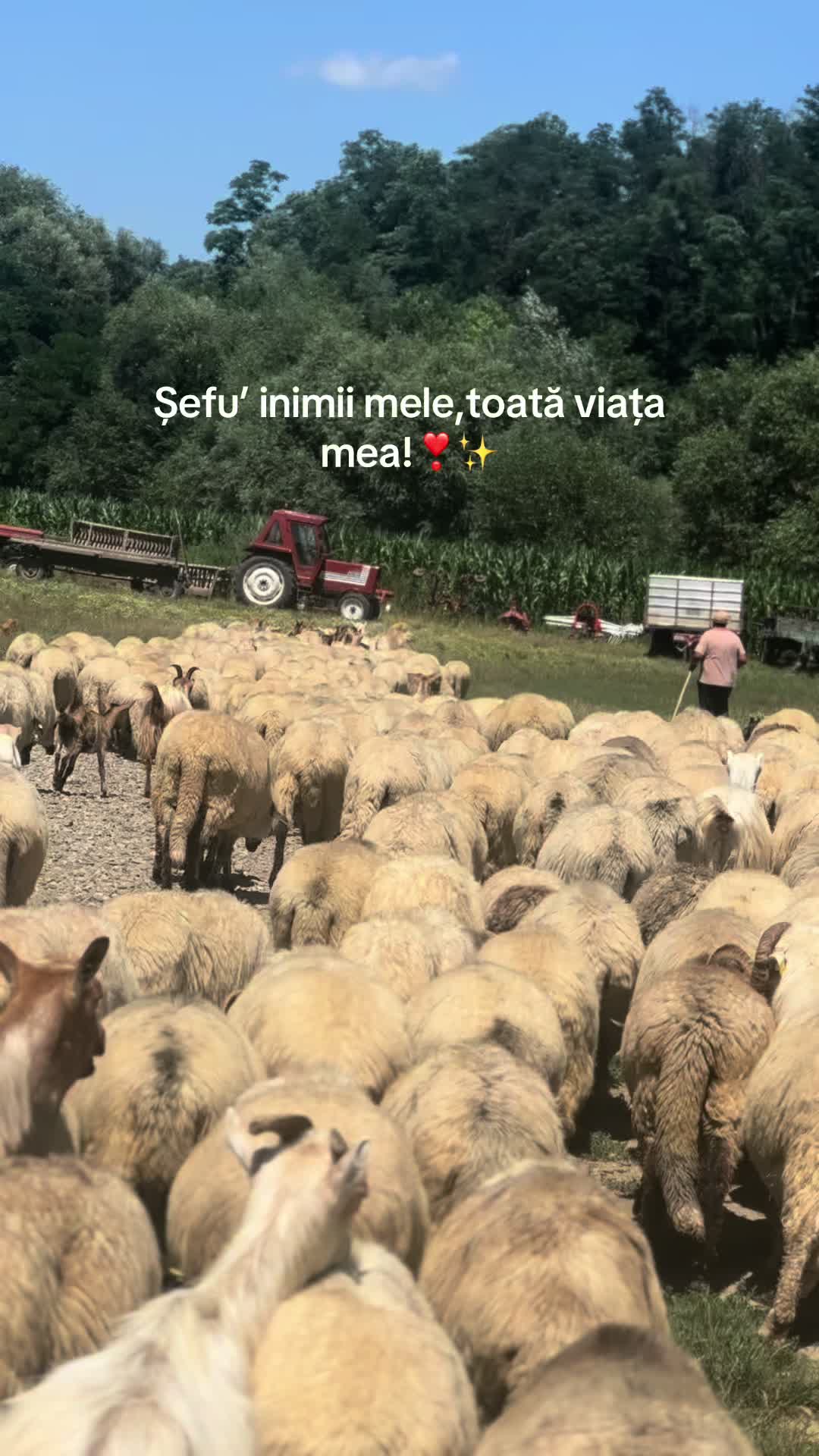 @Andreea Elena Buzuleac