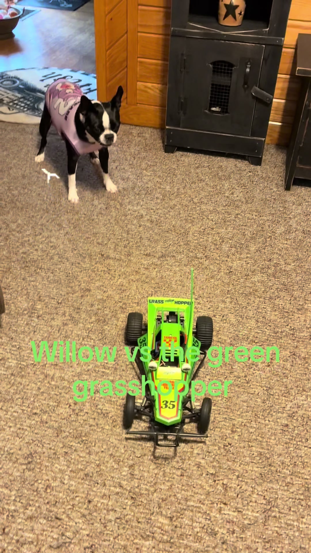 @bostonterrier7