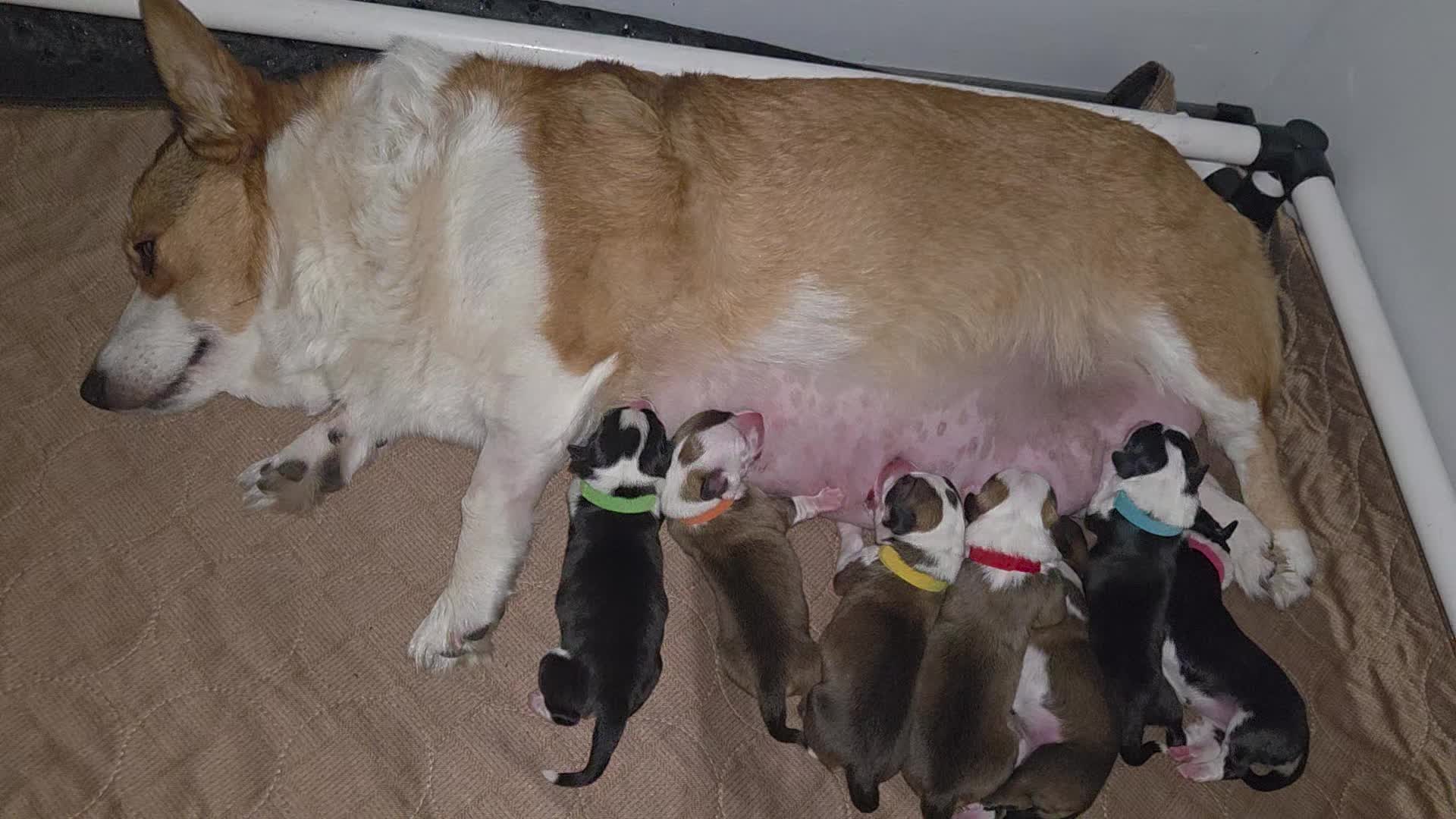 @PNW Pembroke Welsh Corgis