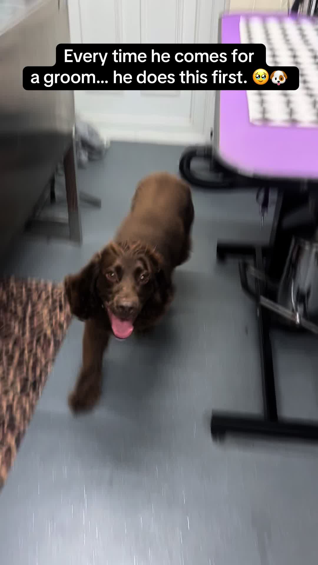 @Poochiepoosdoggrooming