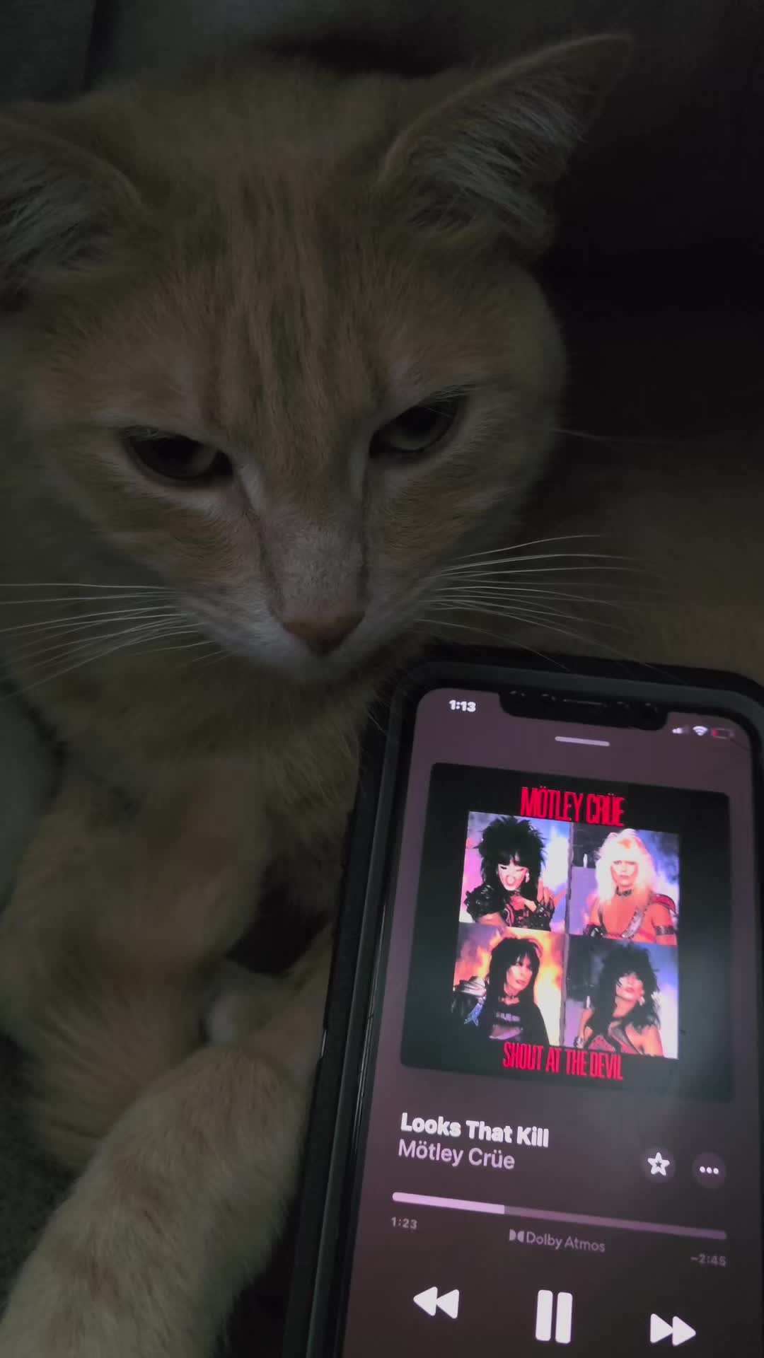@Theorangecat🐈