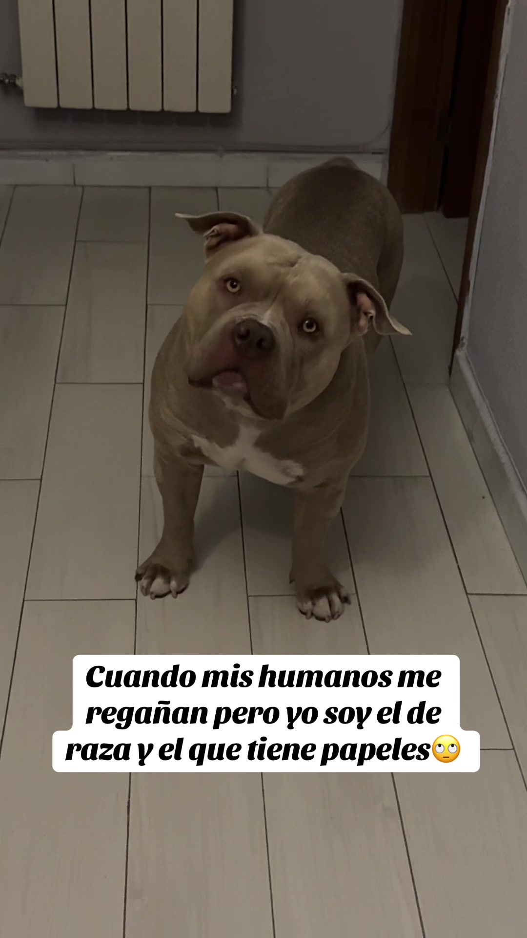 @Soy Vegeta