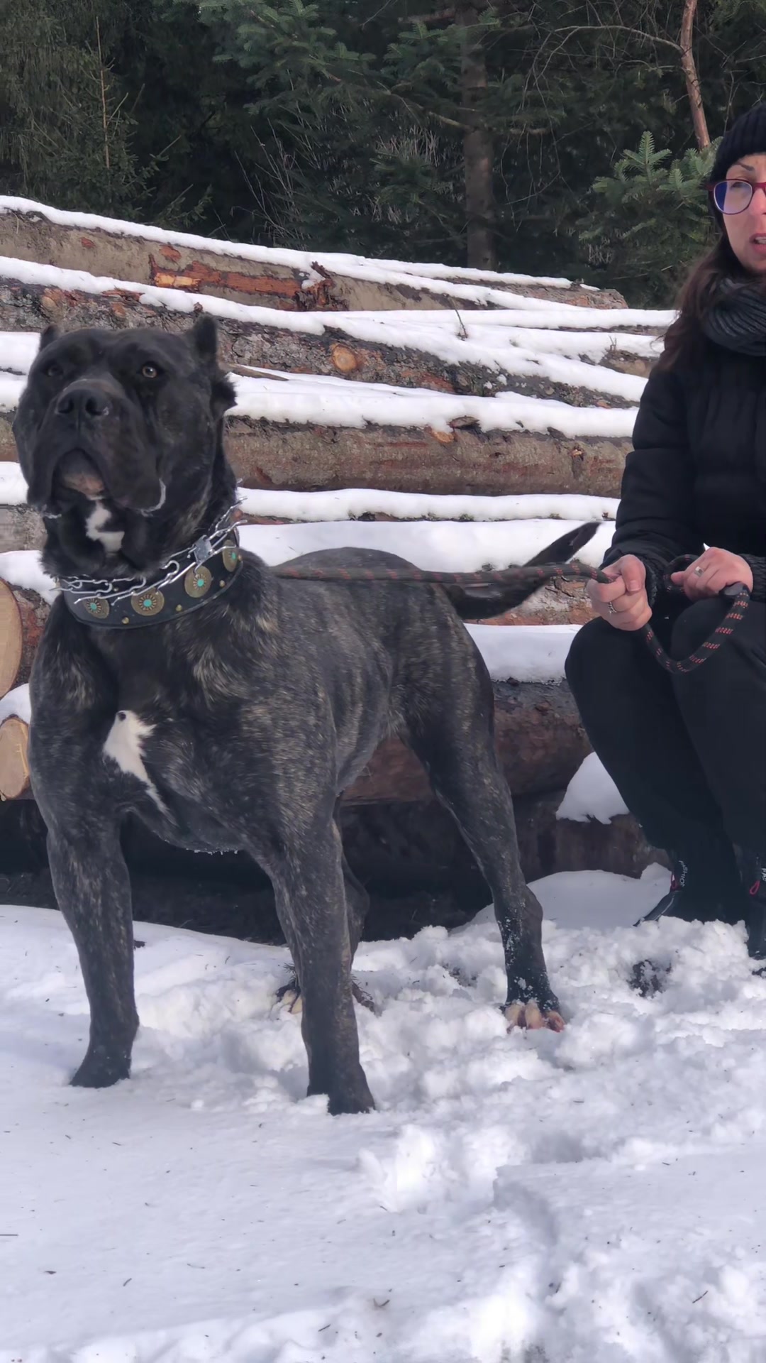 @Presa Canario Varro Bull