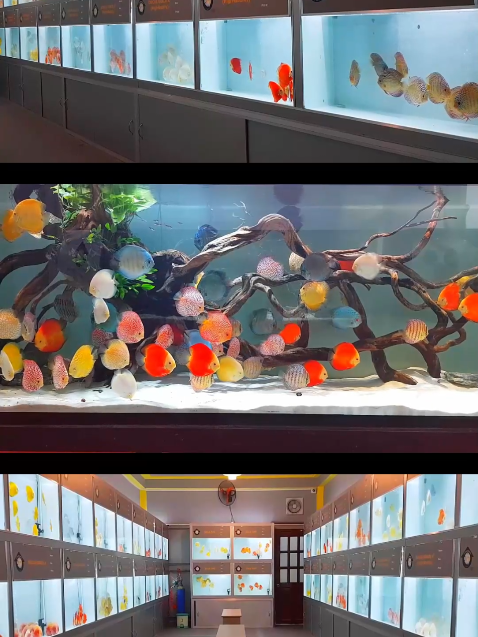 @Discus House Aquarium