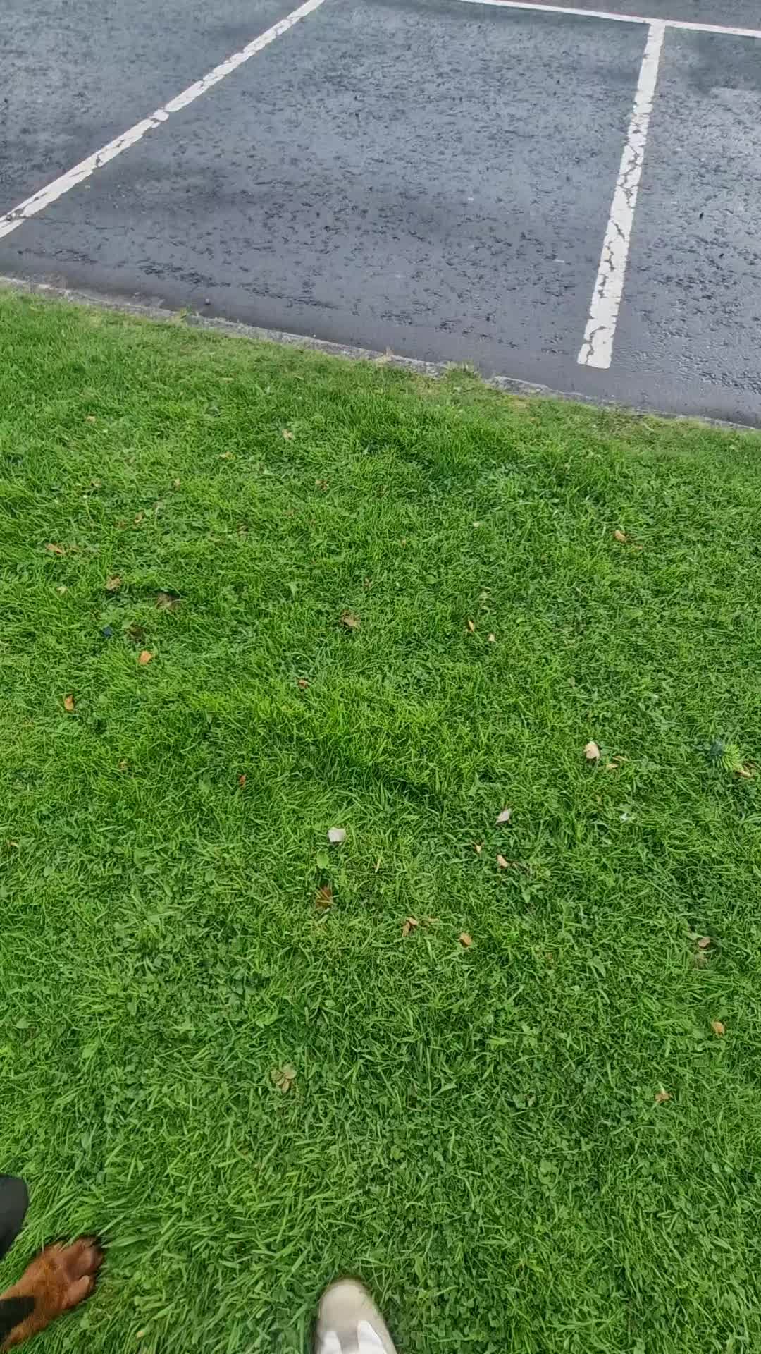 @The Dog Mother Lanarkshire