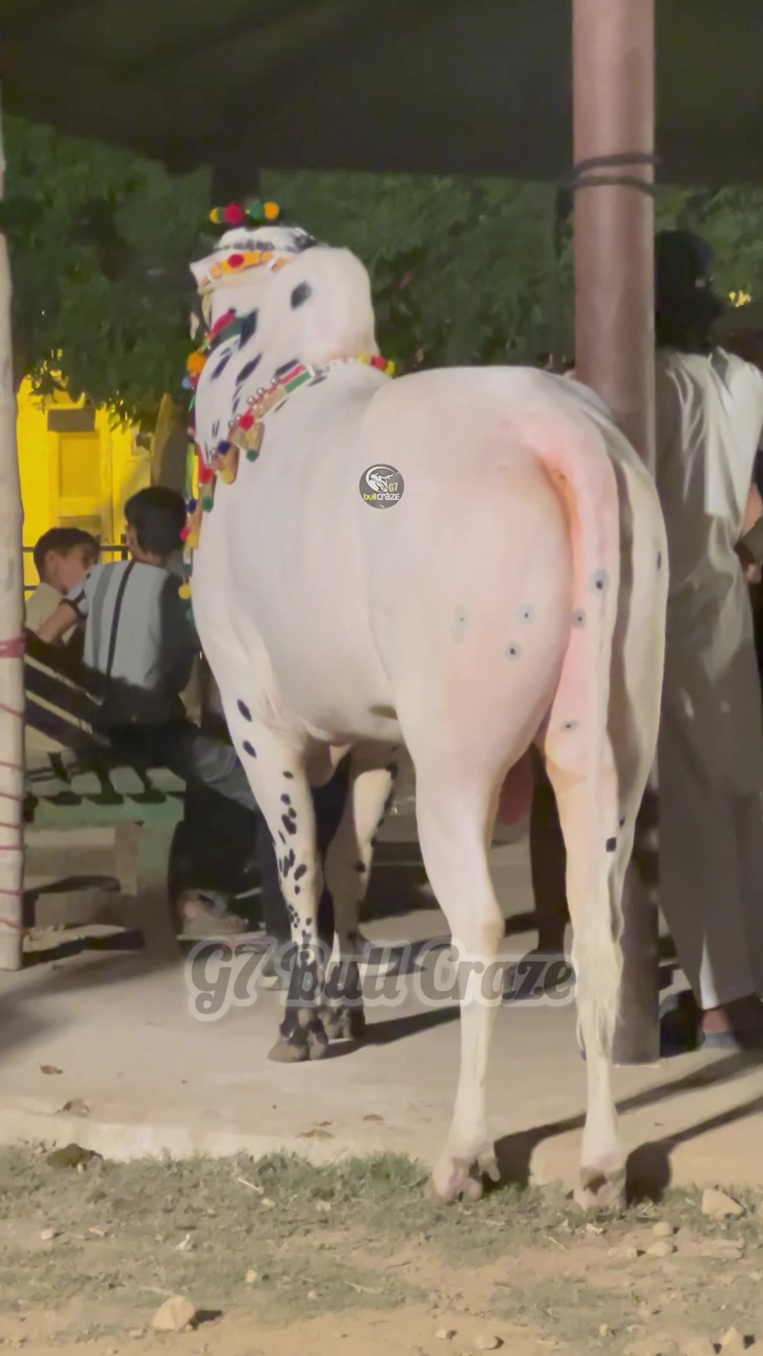 @G7 BULL CRAZE